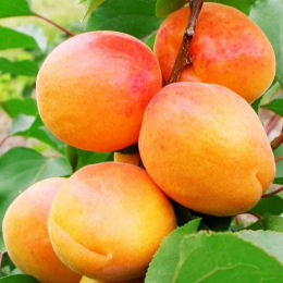 Apricot tree 'Canino'